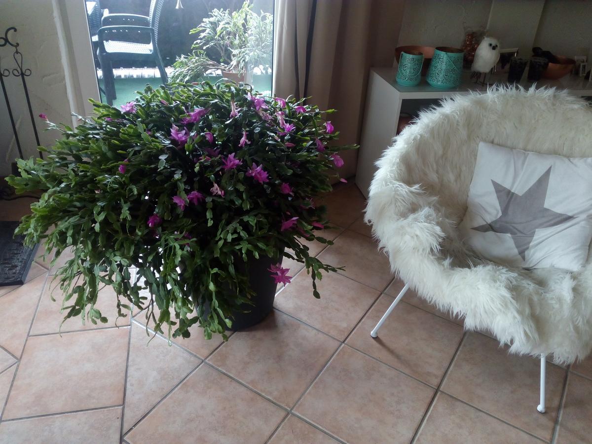 Landhotel Alte Muehle Modautal Εξωτερικό φωτογραφία